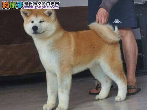秋冬两季护理秋田犬的妙招分享