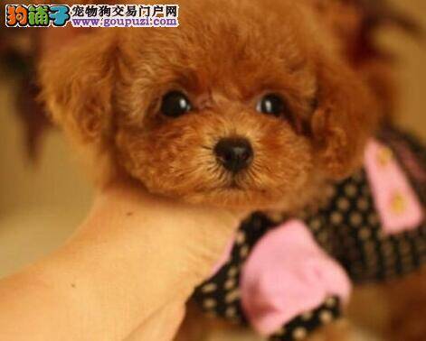 狗狗喂养高手 教你怎样日常喂养泰迪犬幼犬