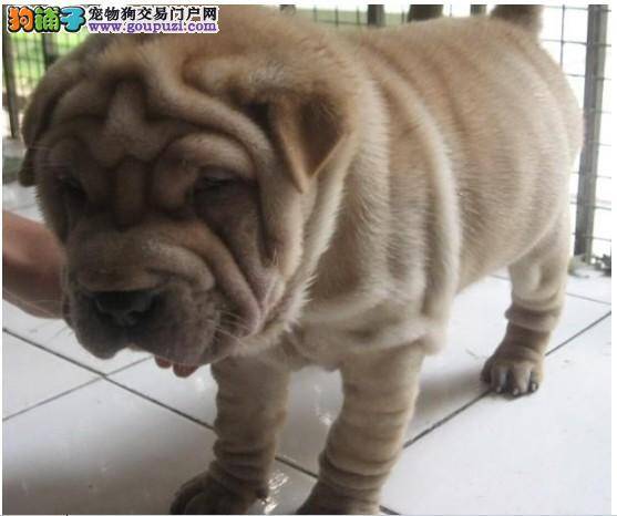 沙皮狗天天拉稀 吃什么药能治好啊