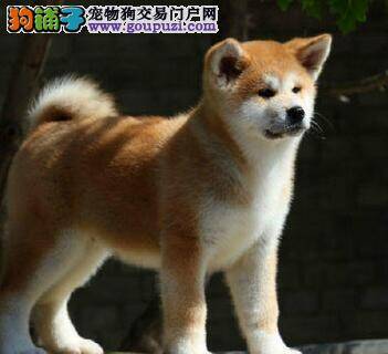 怎样为秋田犬进行健康的调养