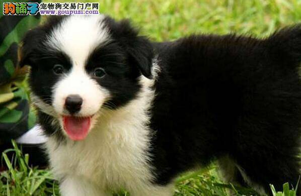 语言方式 如何看出边境牧羊犬的沟通交流方式