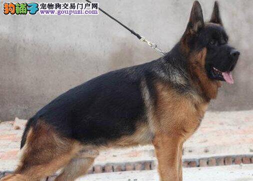 什么样的德国牧羊犬不适合穿衣服