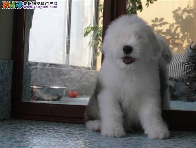 古代牧羊犬坏肚子的治疗方法