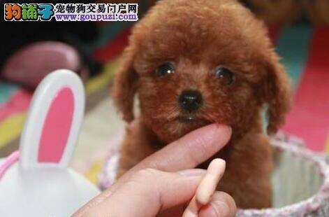 怎样能够养出最健康的贵宾犬