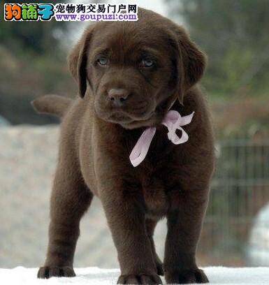 让拉布拉多犬学会坐下很简单