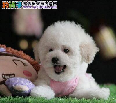 泰迪犬除了睡觉就没停过 怎么办啊