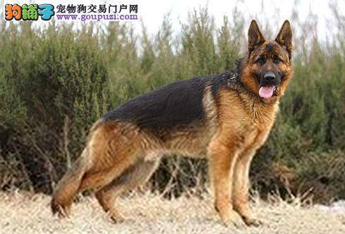 新生活新保健 德国牧羊犬耳朵有异味怎么办