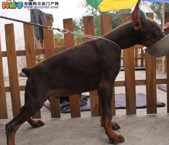 训练杜宾犬空中接食的方法步骤