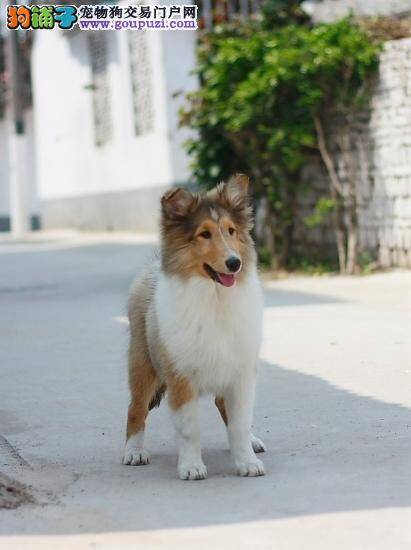 带着苏格兰牧羊犬就医有哪些意见