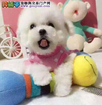 给博美犬梳理毛发包括梳毛刷毛和修剪