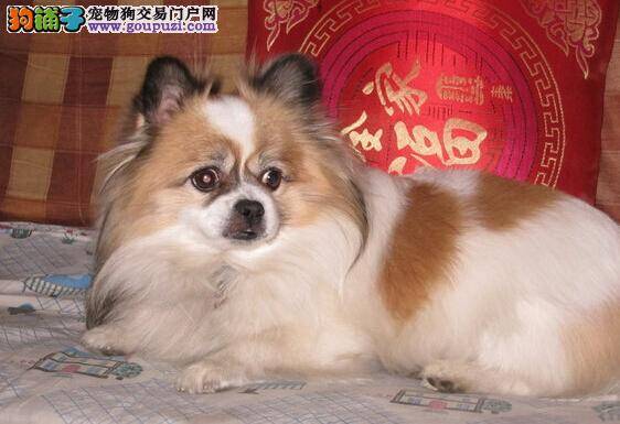 护理喂养方案 蝴蝶犬过多补钙会出现哪些症状