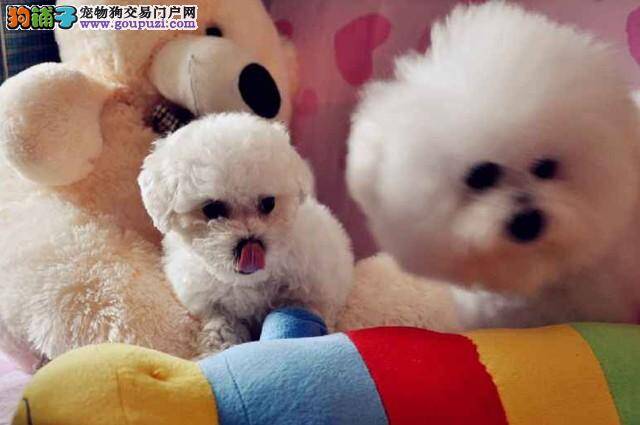 如何教导比熊犬不吃陌生人的食物