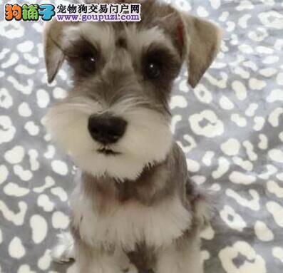 雪纳瑞的教育原则有哪些需要我们学习