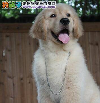 培养完美狗狗剖析金毛犬的性格特点