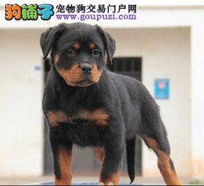 正确抱罗威纳犬的方法你知道吗