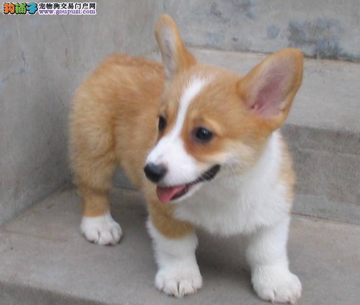 如何给柯基犬清理耳朵 求解答