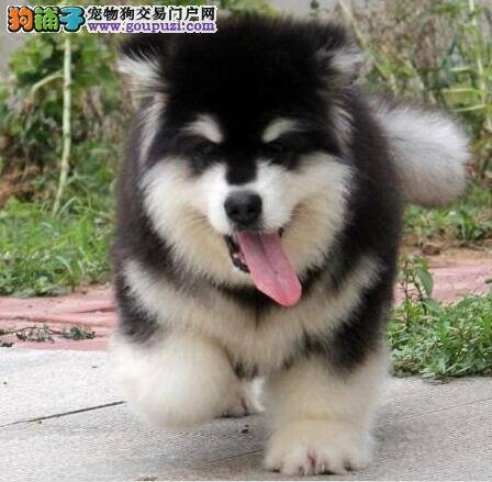 良好习惯 怎样让阿拉斯加犬有一个好吃相