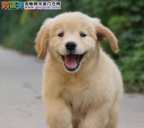 训练金毛犬宝宝需要注意的事项有哪些