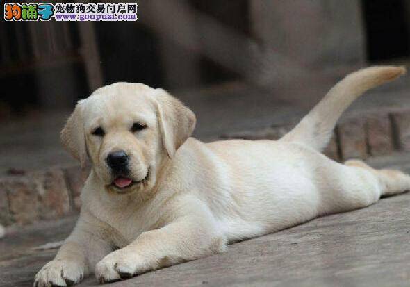 给拉布拉多犬接种疫苗时的六大误区
