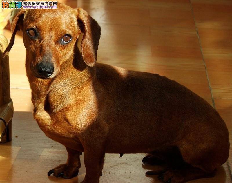 在夏季应对腊肠犬厌食的有效对策