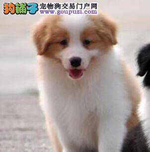 边境牧羊犬的喂养要警惕哪些问题