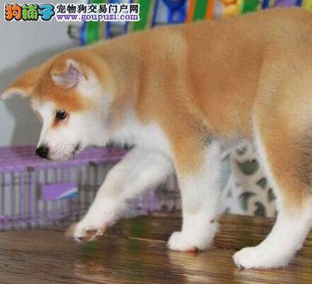 狗狗速效美容 秋田犬日常美容需要哪些步骤