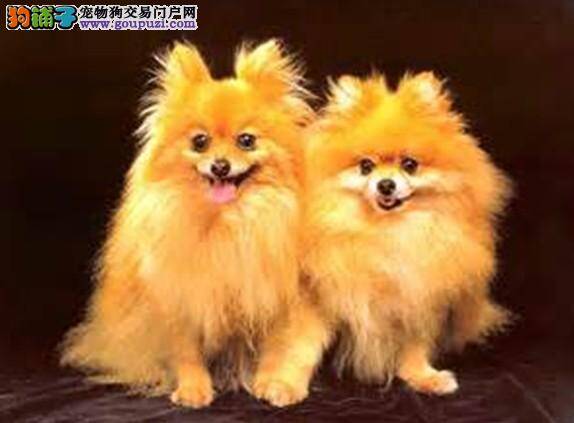 博美犬是怎样拉响不健康的警报的