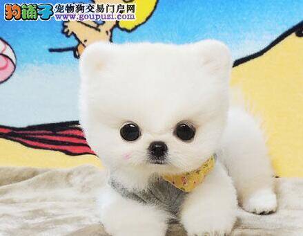 为什么博美犬的成长中需要玩具