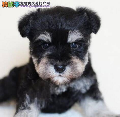雪纳瑞在夏天的时候为何会中暑，又该如何解暑
