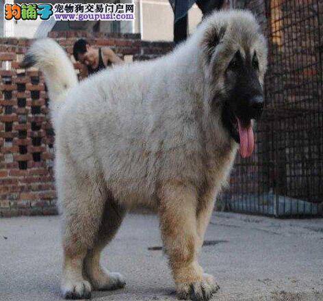 喂养高加索犬零食的一些意见