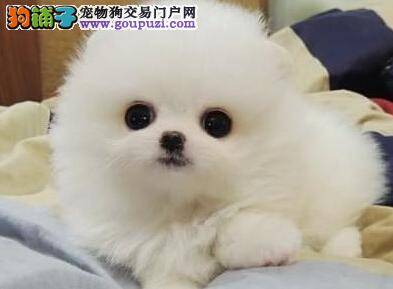 2-6个月大的博美犬应该怎样护理