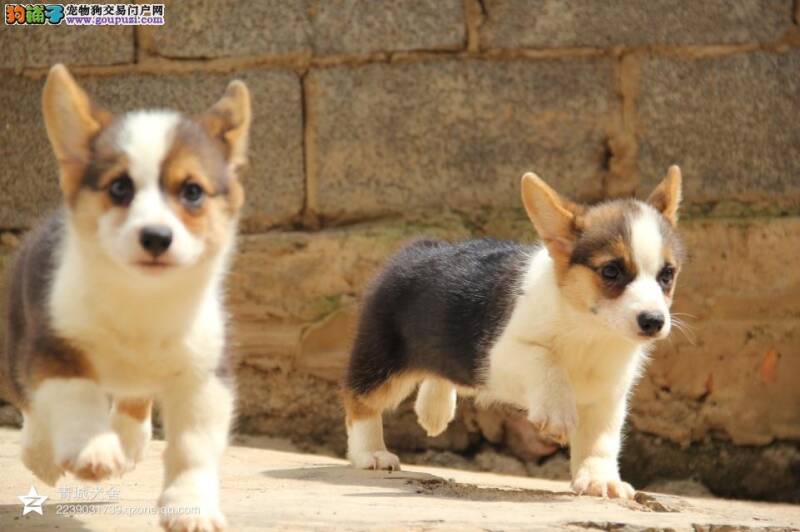 喂养柯基幼犬要注意饮食配置与补钙