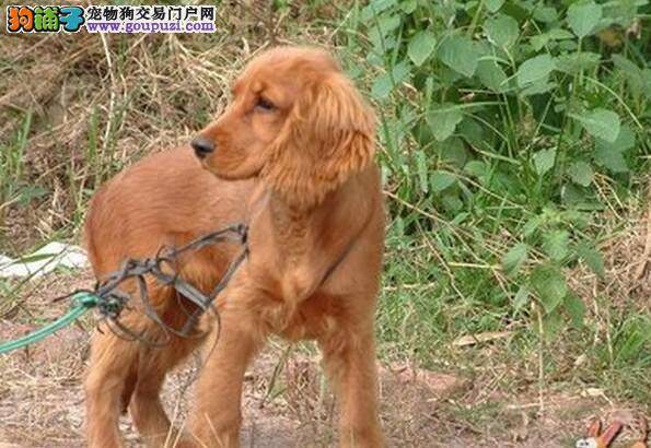 狗狗生理常识 可卡犬进入发情阶段有哪些变化