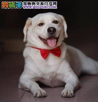 训练拉布拉多犬的六大基本装备准备好了吗