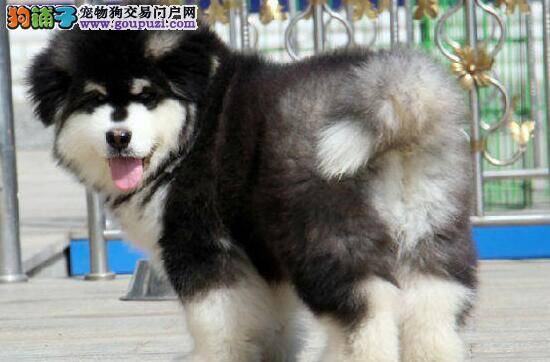 详解阿拉斯加雪橇犬的狂犬病表现