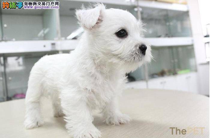 西高地在呕吐的时候大家要怎样进行医治