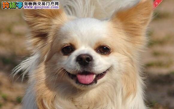 远离皮屑 两方法帮助京巴狗去除皮屑