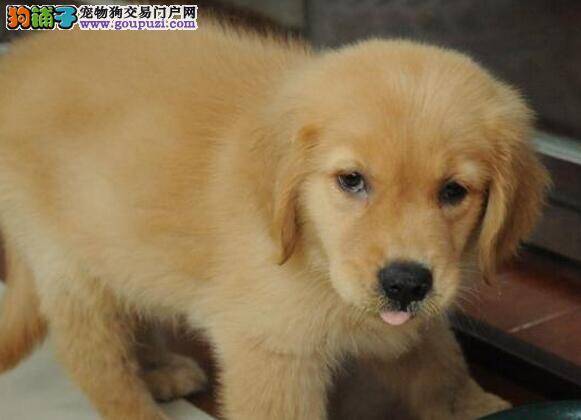 举例说明哪种狗粮适合金毛犬食用