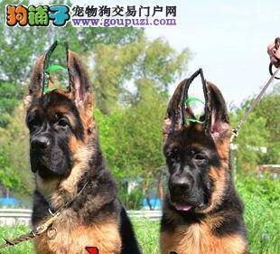 想要三个月的德国牧羊犬学会安静应如何训练