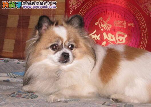 健康医疗保健队告诉你如何给蝴蝶犬驱虫