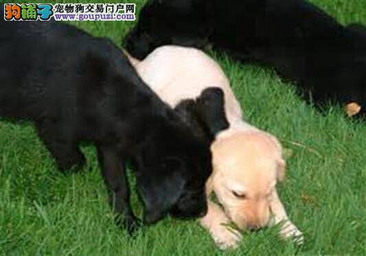 夏季养狗需用心 如何给拉布拉多犬准备科学的饮食