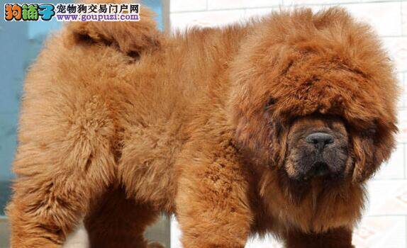 注意哪三个阶段才能保证藏獒犬健健康康成长