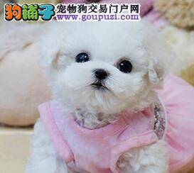 如何选择对比熊犬有好处的食物