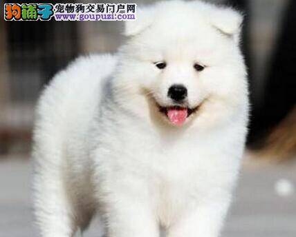 萨摩耶出现肥胖的原因以及产生的危害