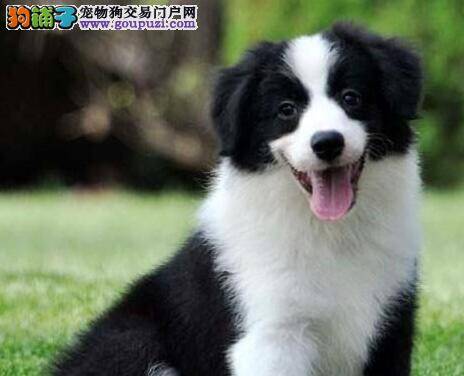 导致边境牧羊犬拉肚子的原因和治疗方法