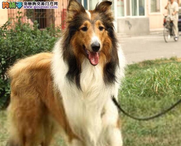 苏格兰牧羊犬眼球突出的治疗方案