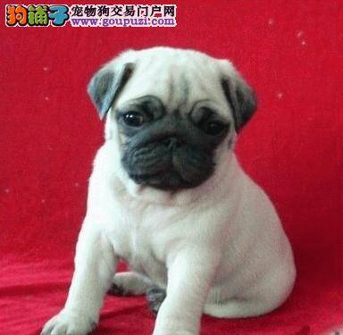 四个月的巴哥犬吃什么样的自制狗粮好