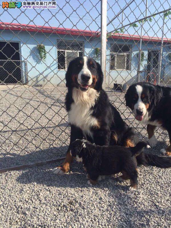 多事之秋我们要时刻关注伯恩山犬的健康