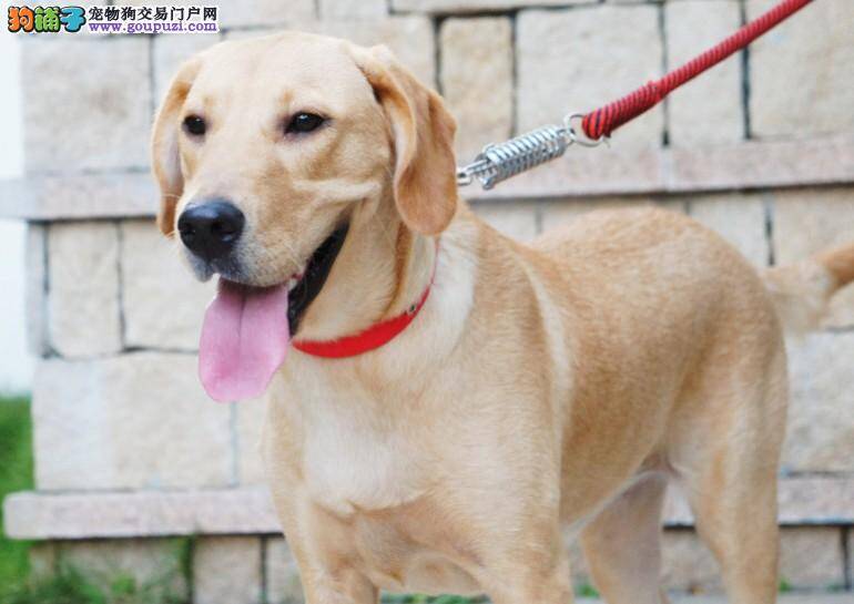 拉布拉多犬啃咬东西的好处以及解决方法