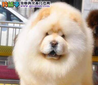 怎样科学的预防松狮犬中暑